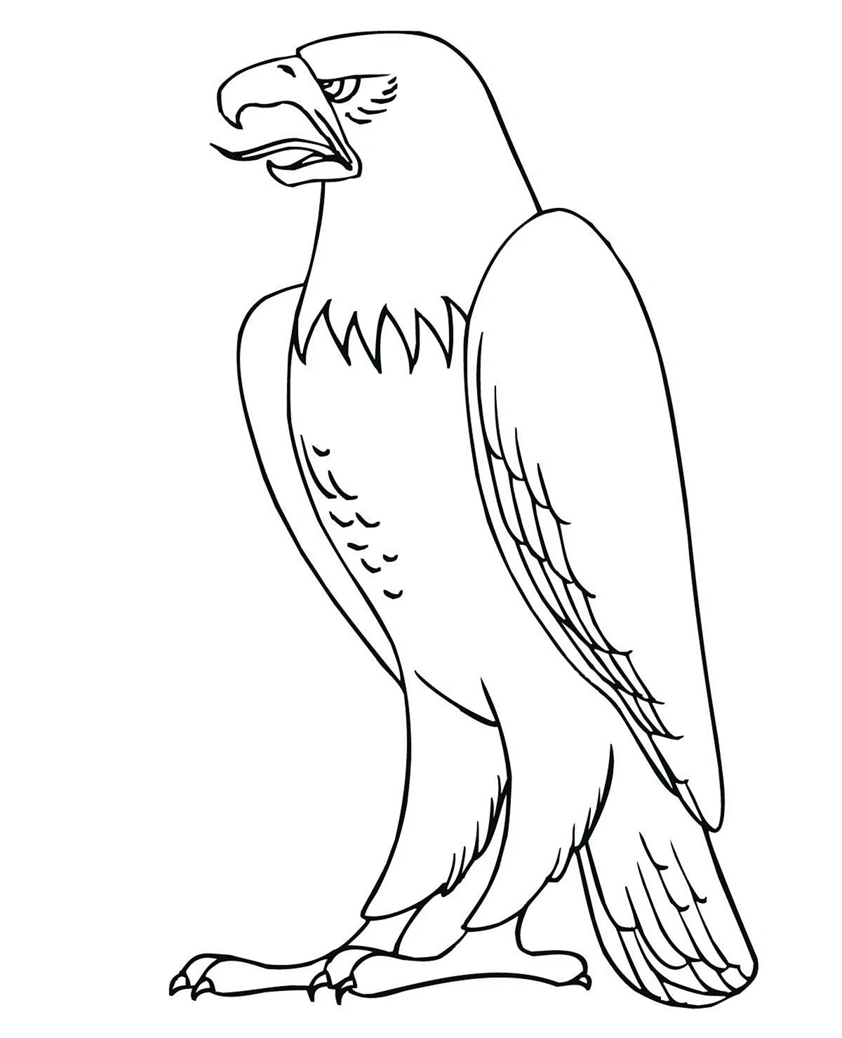 Орлан-белохвост белоголовый. Для срисовки