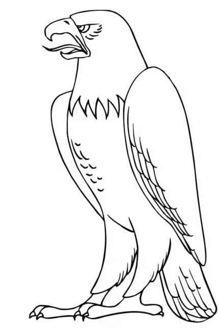 Орлан-белохвост белоголовый. Для срисовки