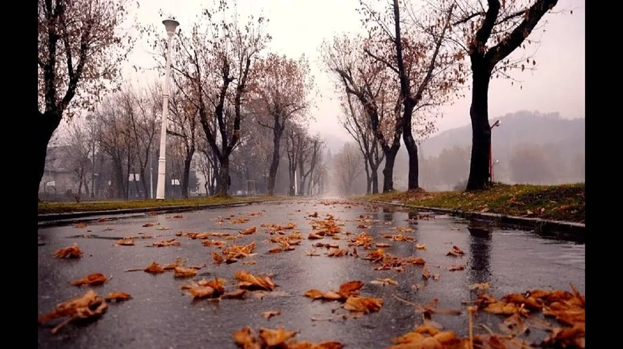 Осень дождь. Картинка