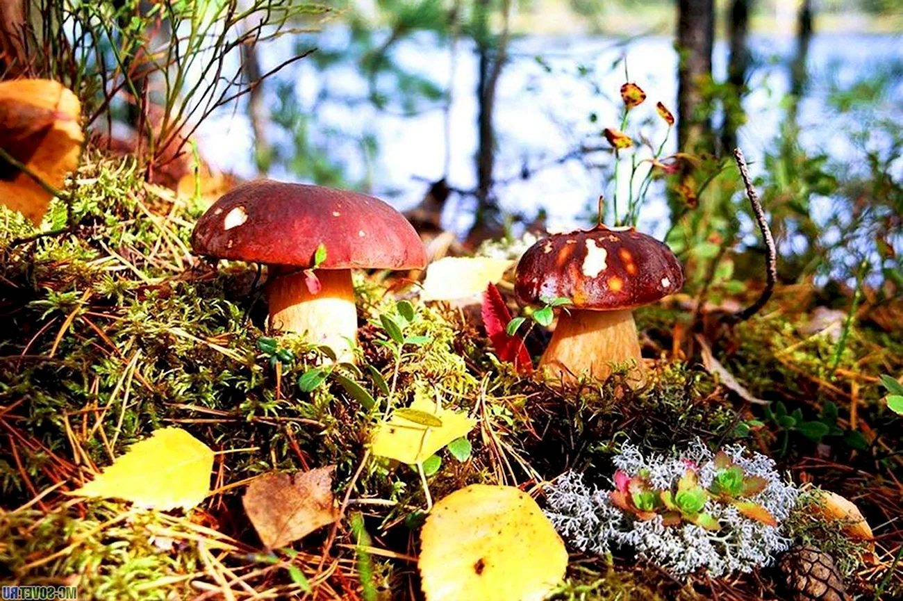 Осень грибы. Картинка
