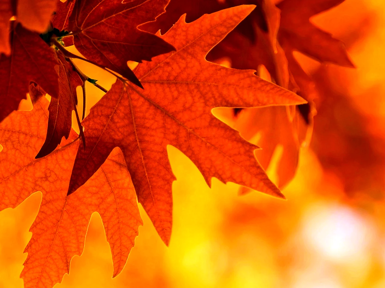 Осень кленовые листья. Картинка