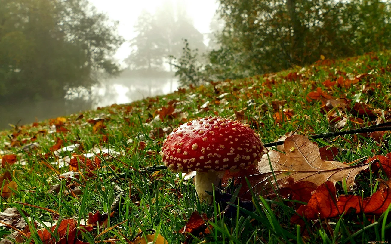 Осень лес грибы мухоморы. Картинка