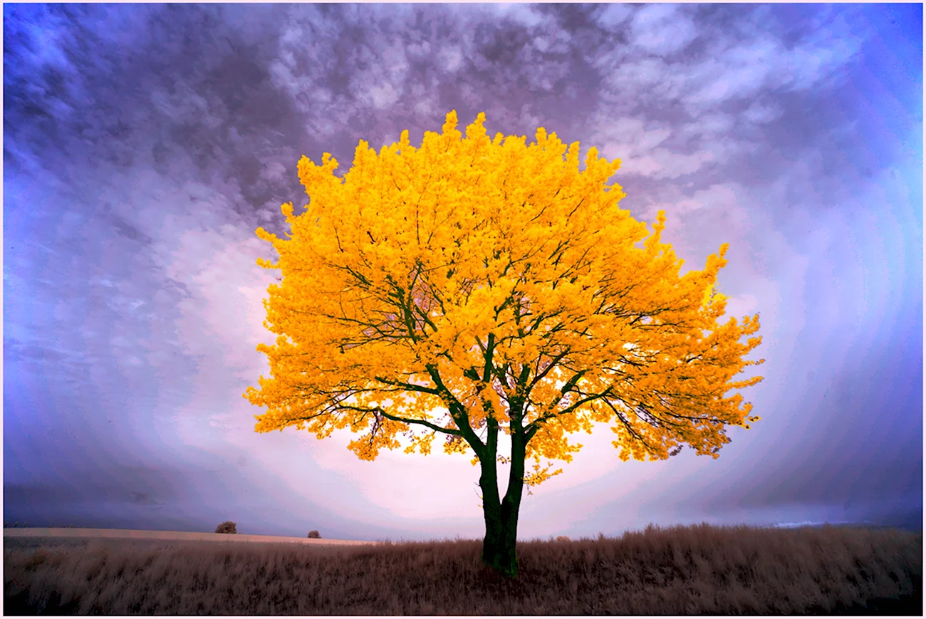 Осеннее дерево. Картинка