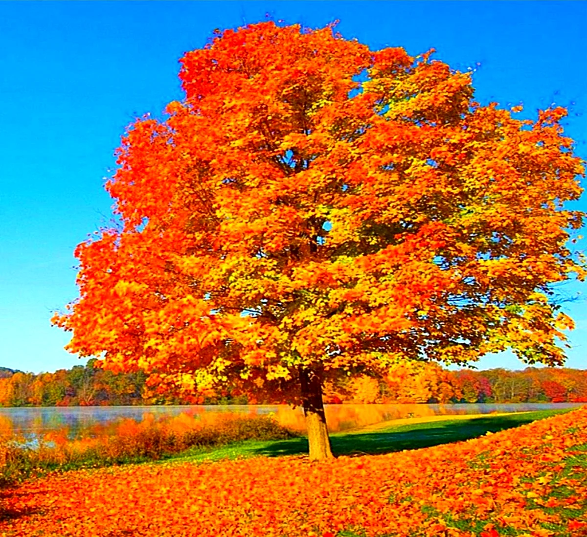 Осеннее дерево клен. Картинка