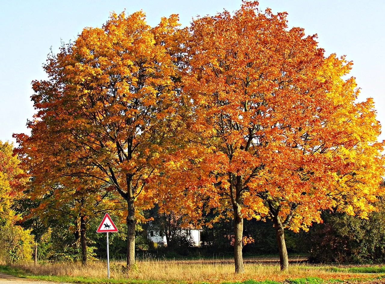Осеннее дерево клен. Картинка