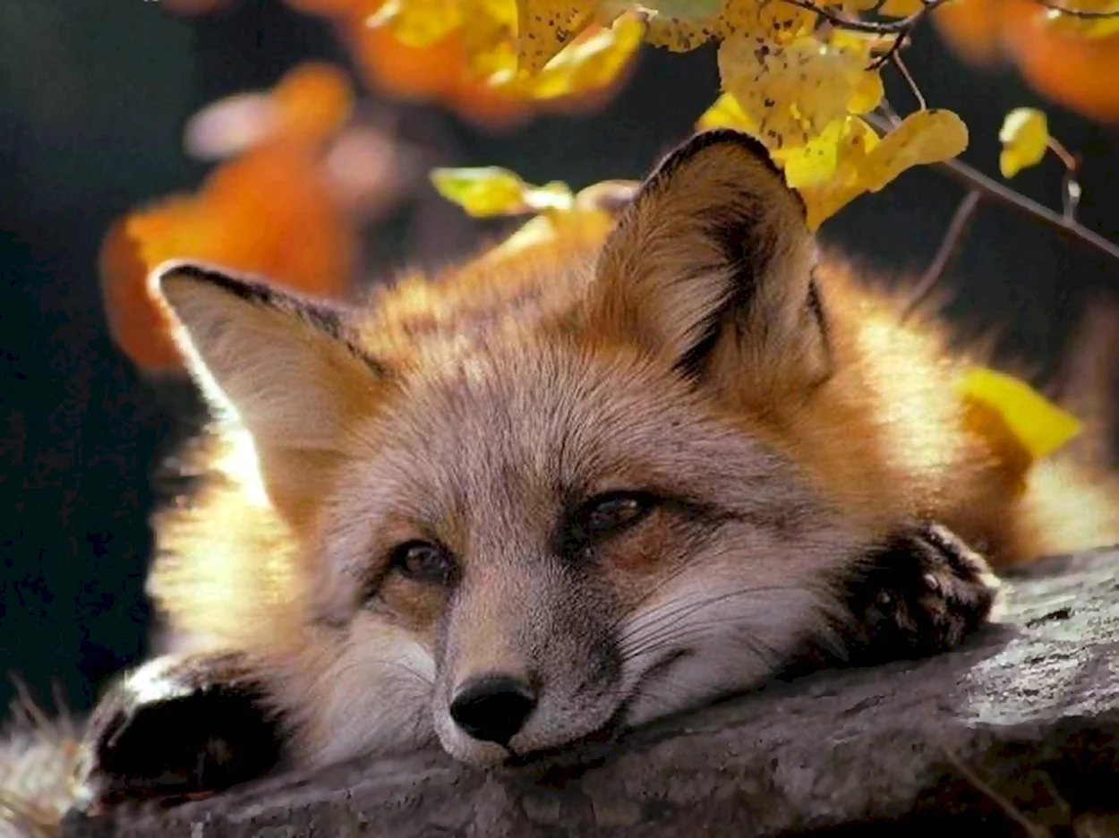 Осенняя лиса. Красивое животное