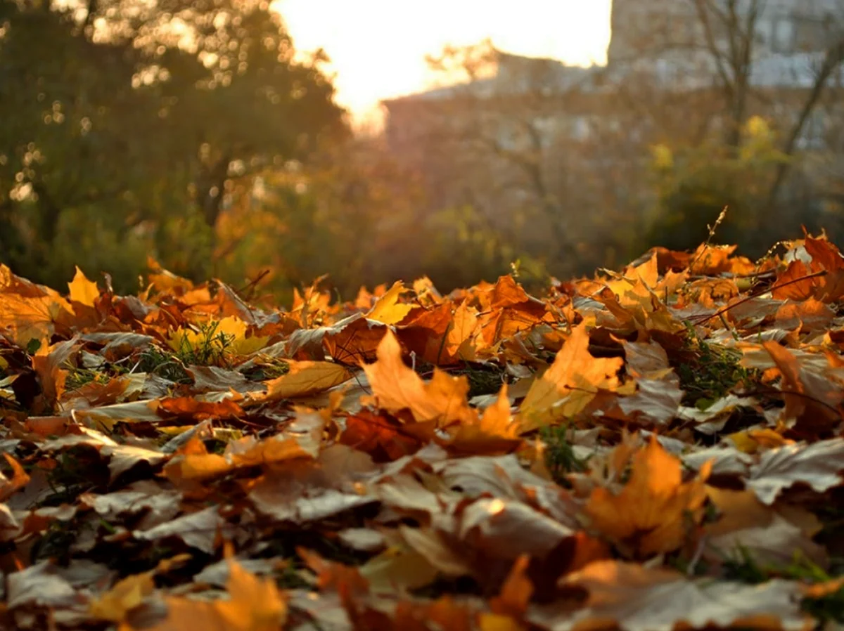 Осенняя листва в городе. Картинка