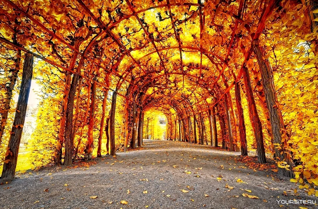 Осенняя Парковая аллея. Красивая картинка