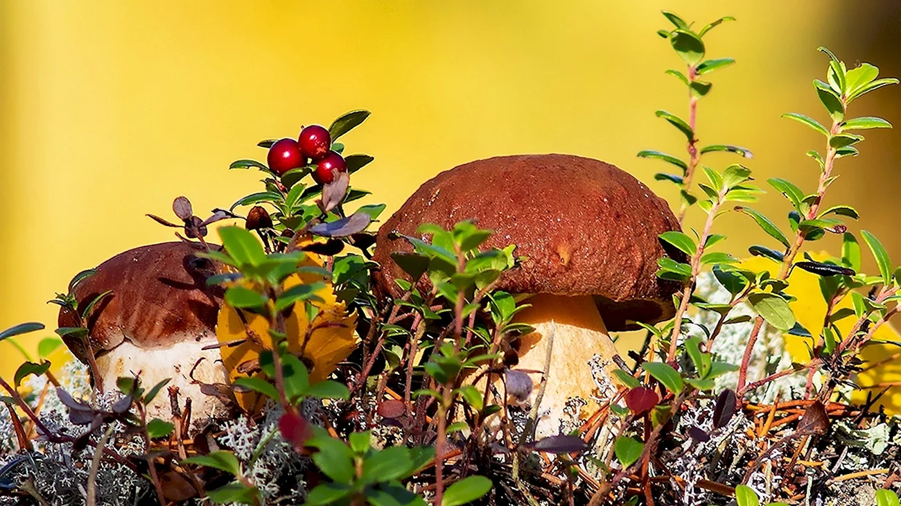 Осенние грибы. Картинка