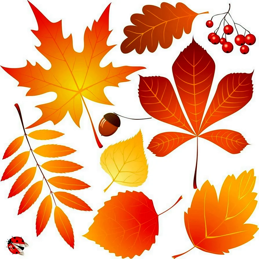 Осенние листья. Картинка