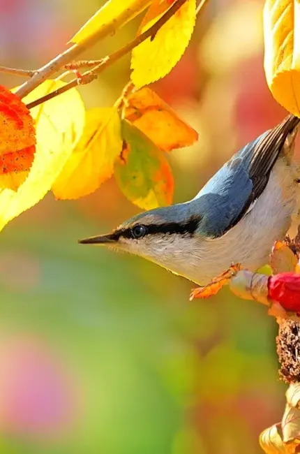 Осенние птицы. Картинка