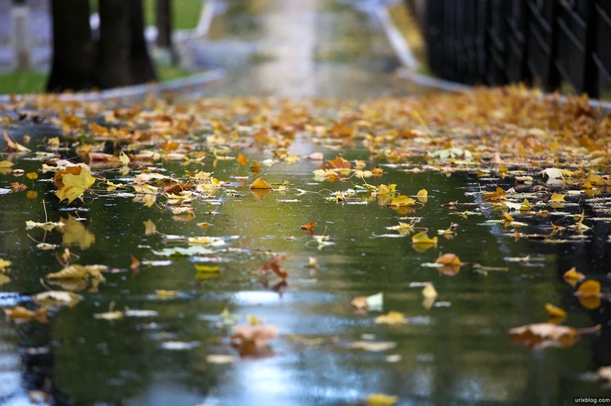 Осенний дождь. Картинка