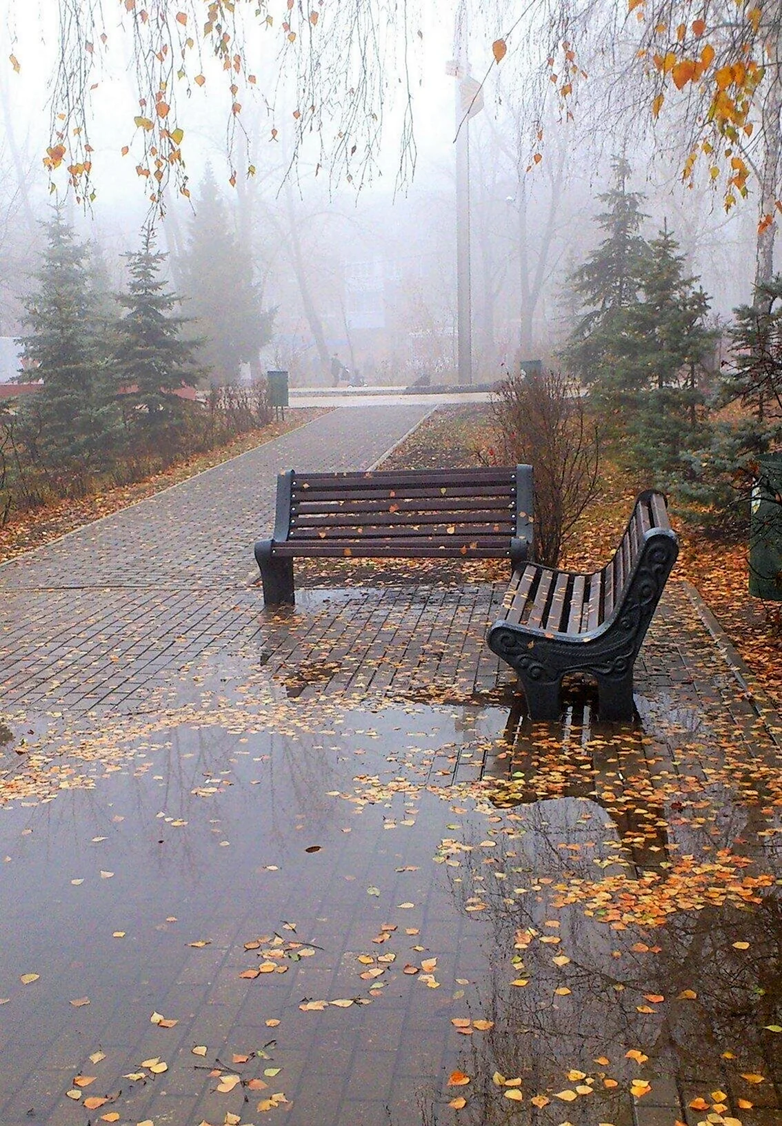 Осенний дождь. Картинка
