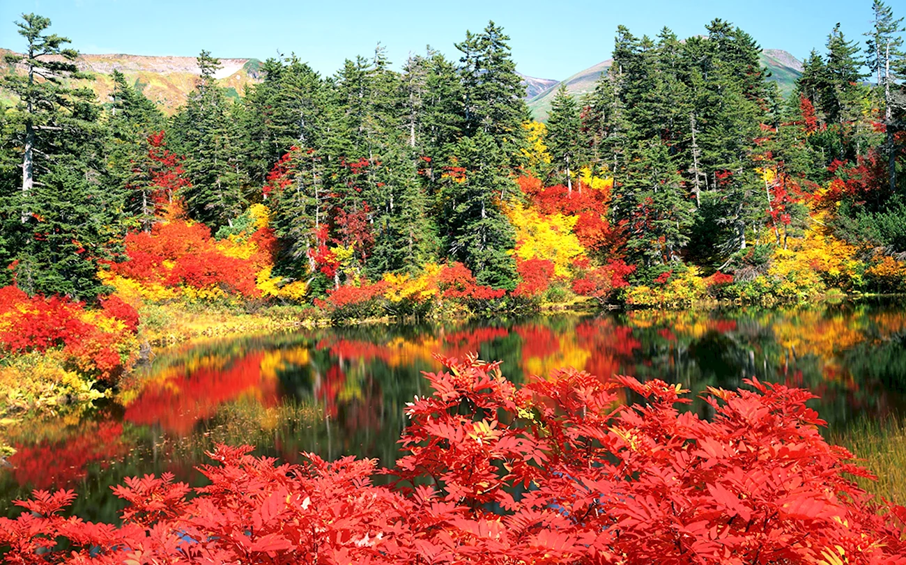 Осенний кленовый лес Вайоминг. Красивая картинка