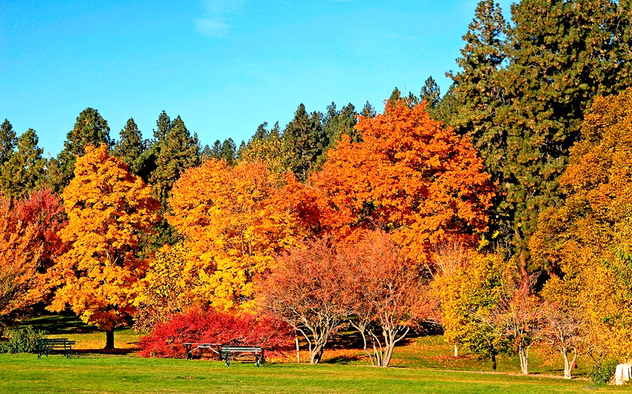 Осенний кленовый лес Вайоминг. Картинка