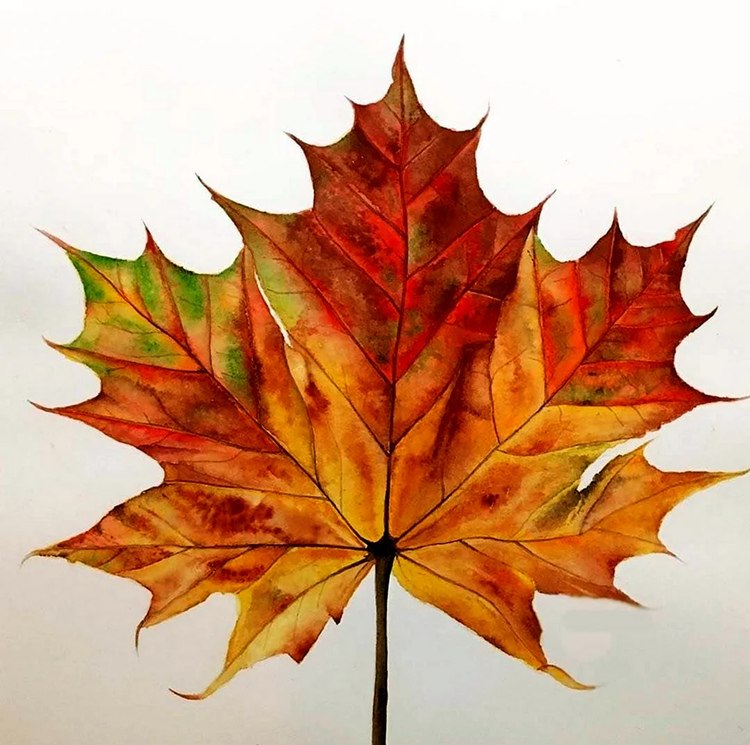 Осенний кленовый лист. Картинка