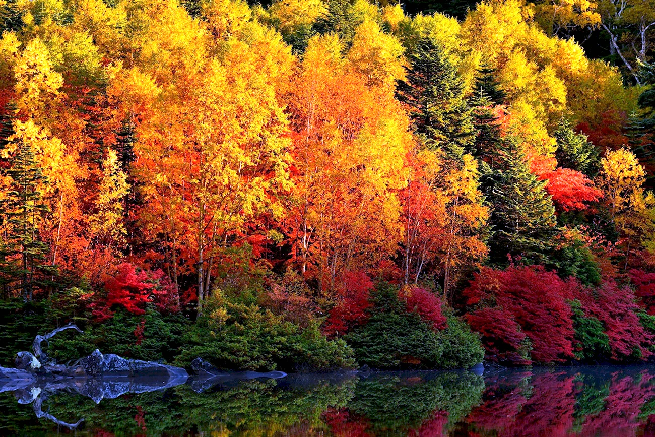Осенний лес. Красивая картинка