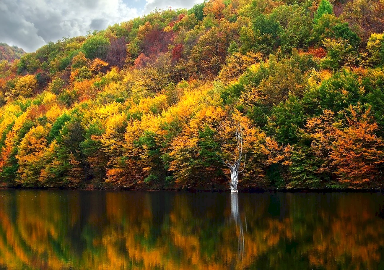 Осенний лес Крым. Картинка