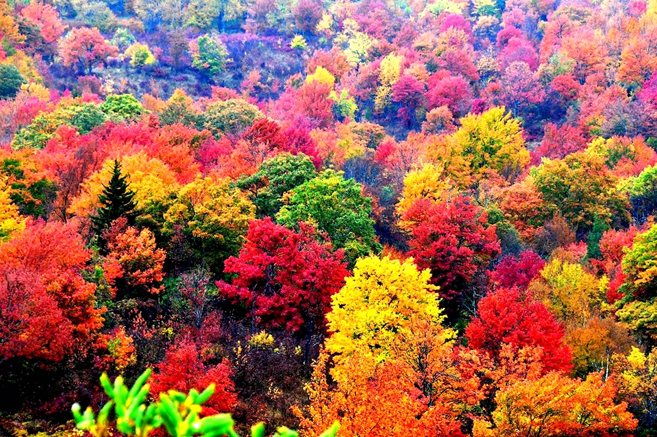Осенний лес лиловый золотой багряный. Картинка