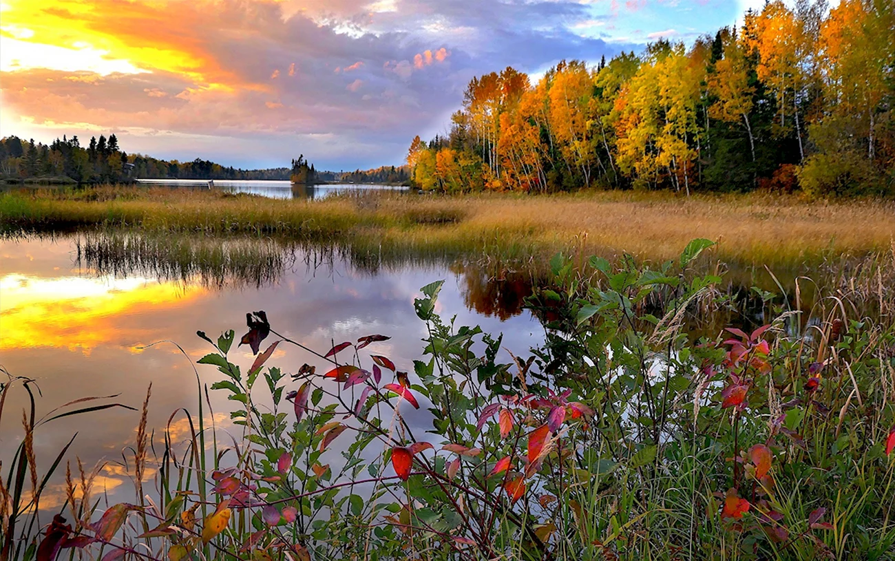 Осенний лес с озером. Красивая картинка