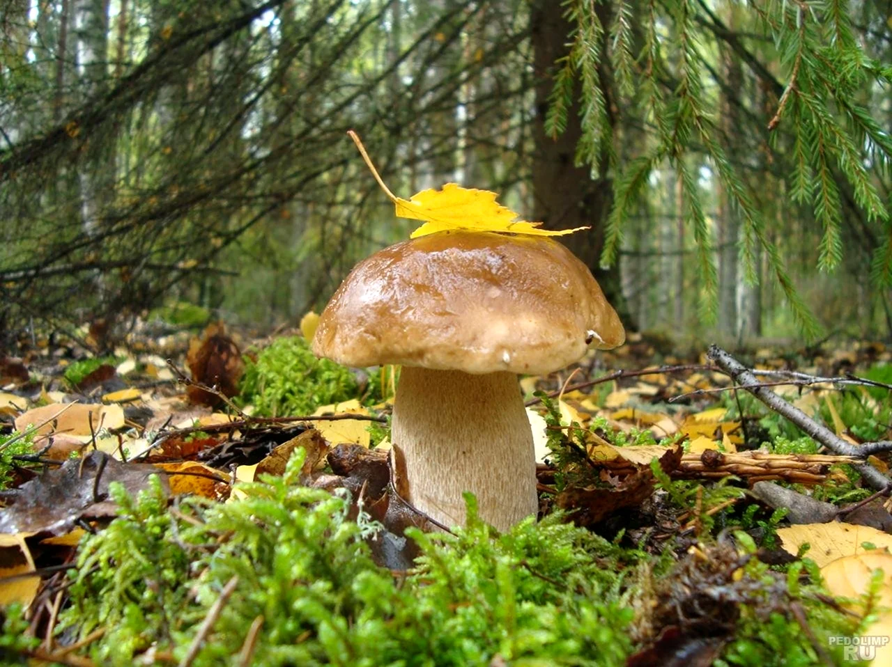Осенний лес Вологодчина. Картинка