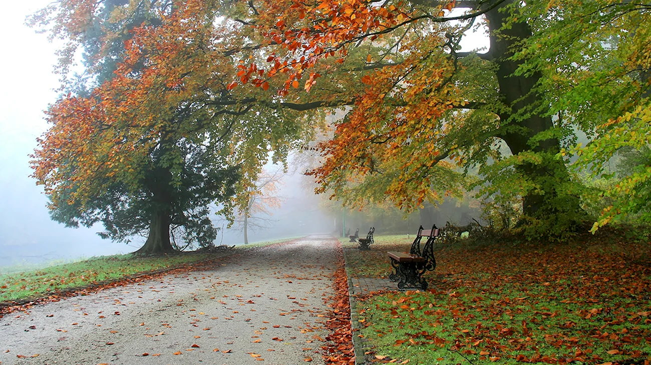 Осенний парк. Картинка