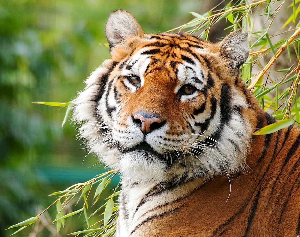 Оскал Уссурийского тигра. Красивое животное