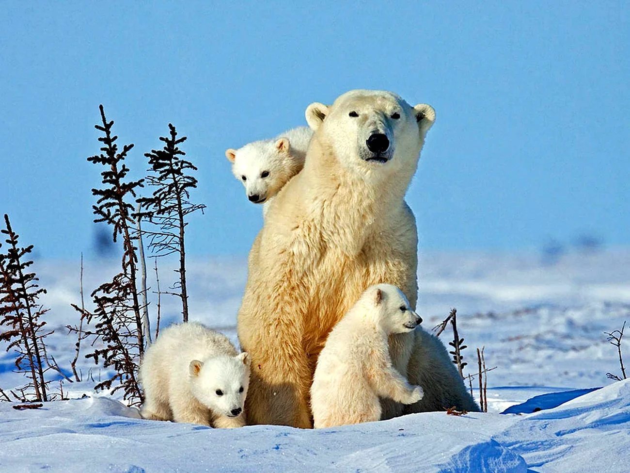 Остров Врангеля родильный дом белых медведей. Картинка