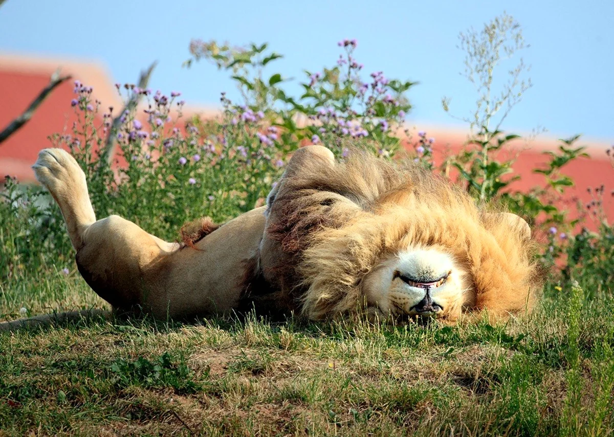 Отдыхающие львы. Красивая картинка