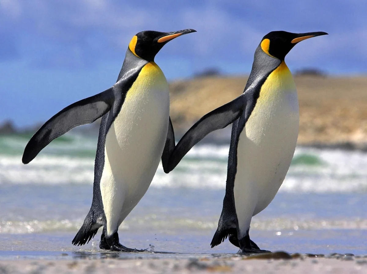 Отряд Пингвинообразные представители