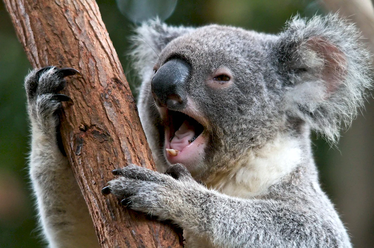 Отряд сумчатые коала. Красивое животное