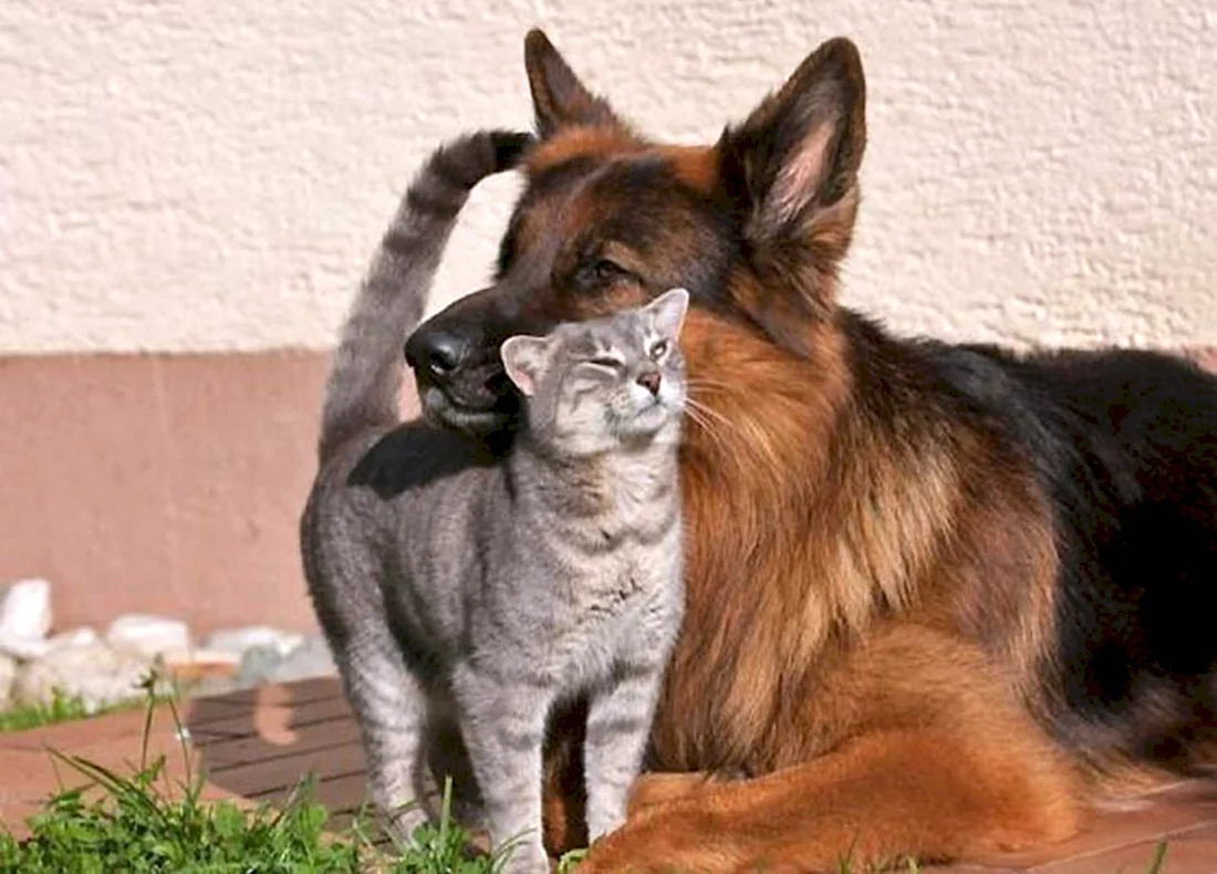 Овчарка и кошка. Красивые картинки животных