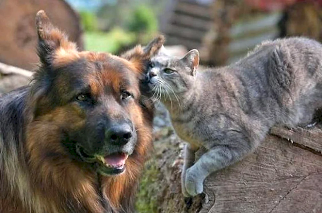 Овчарка и кот. Красивые картинки животных