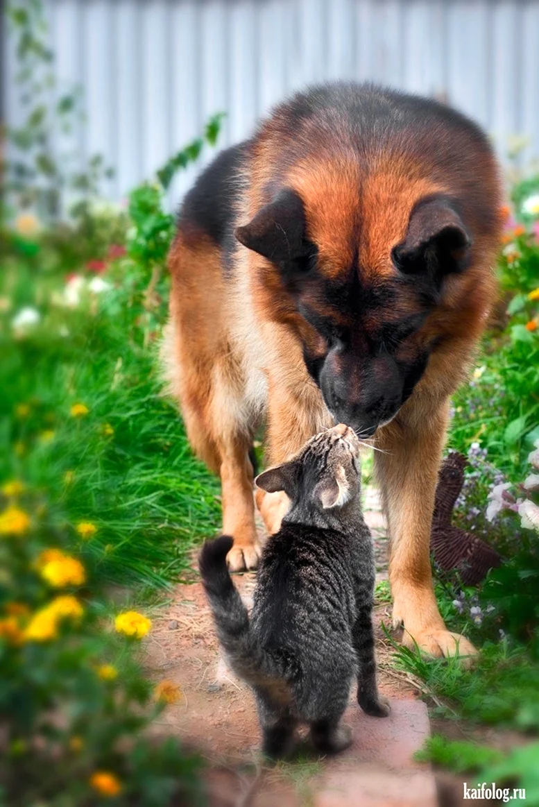 Овчарка и котенок. Красивые картинки животных