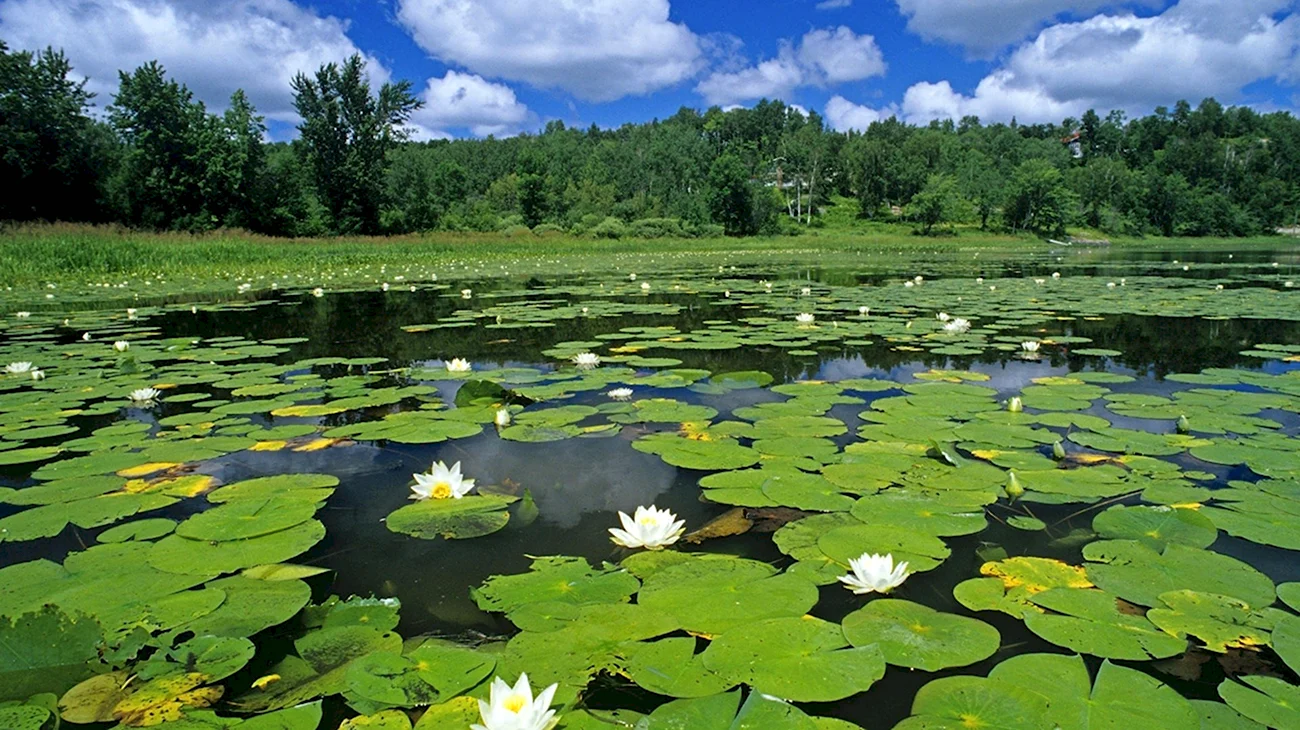 Озеро Селигер кувшинки. Картинка