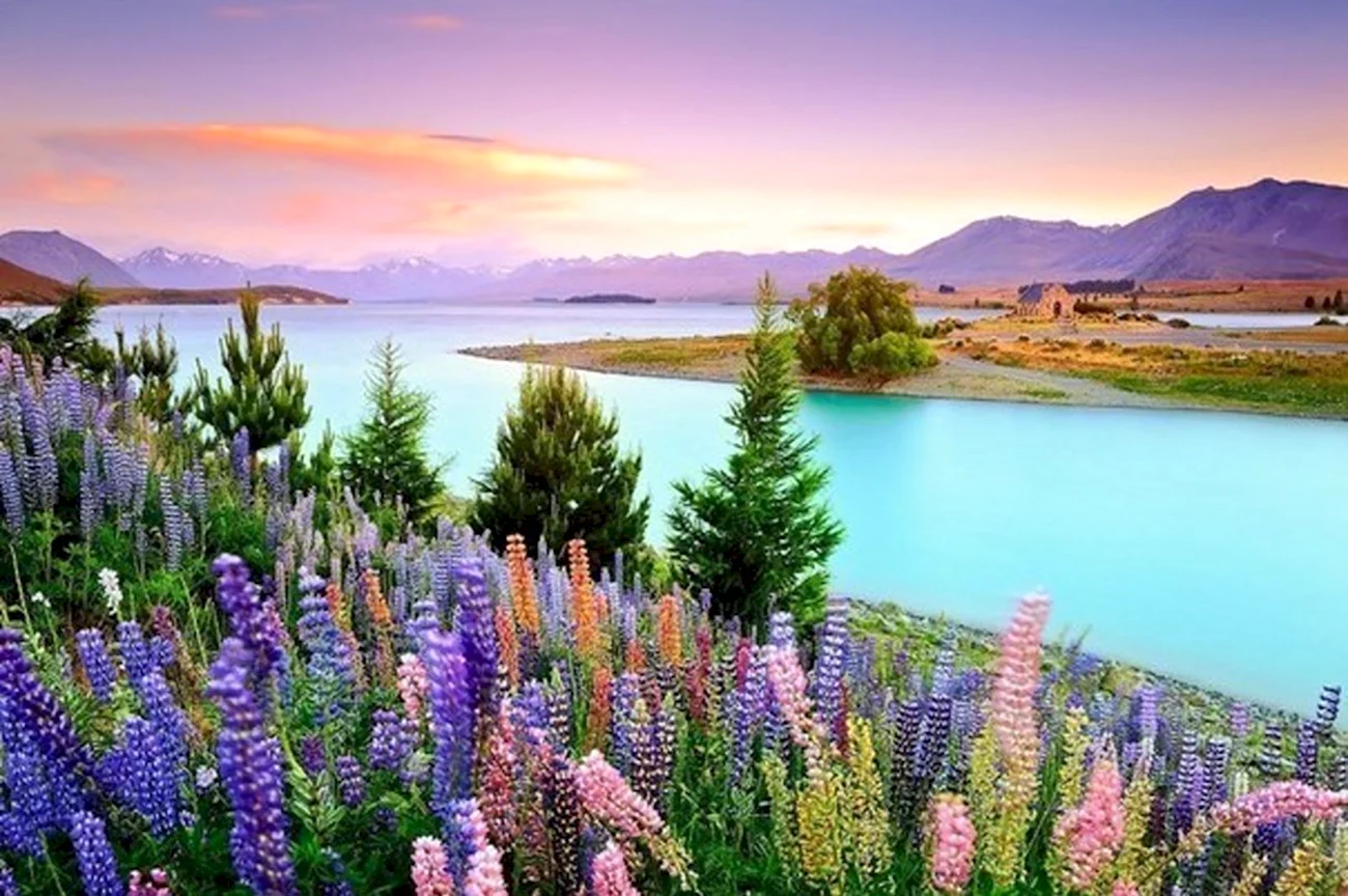 Озеро Текапо в новой Зеландии. Картинка