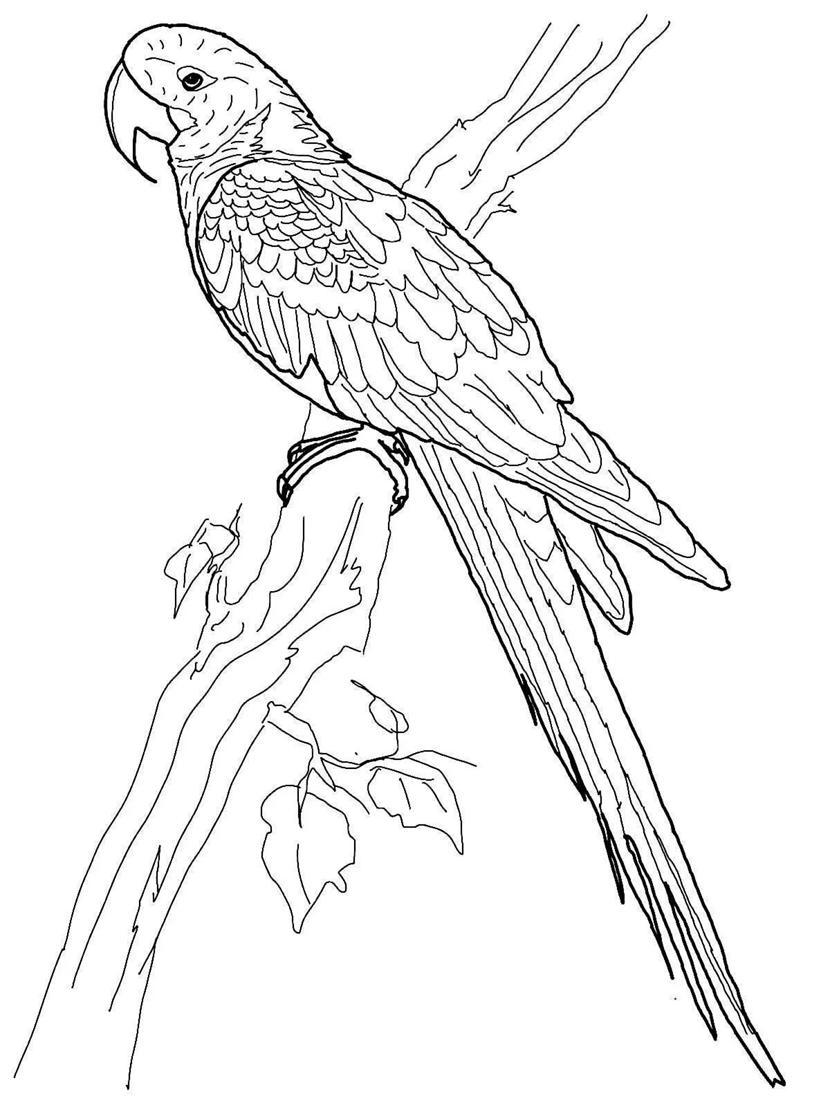 Ожереловый попугай раскраска. Для срисовки