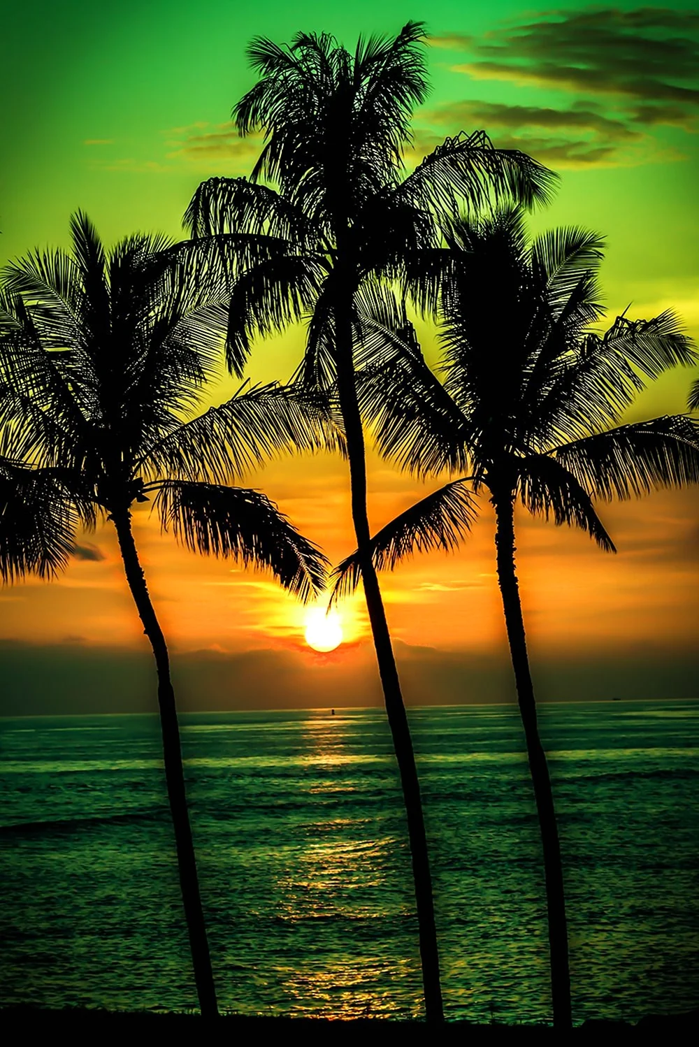 Пальмы солнце. Красивая картинка