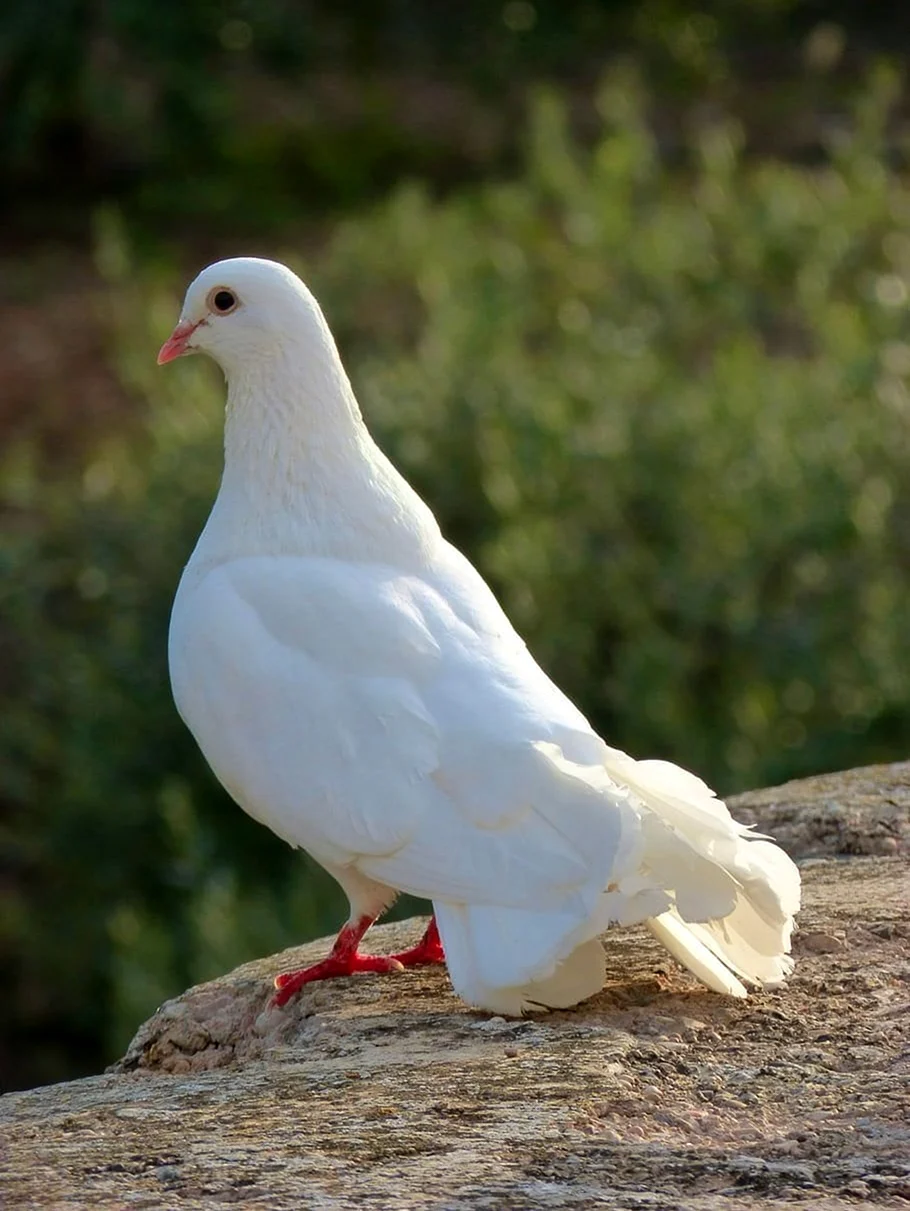Палома белый голубь. Красивое животное