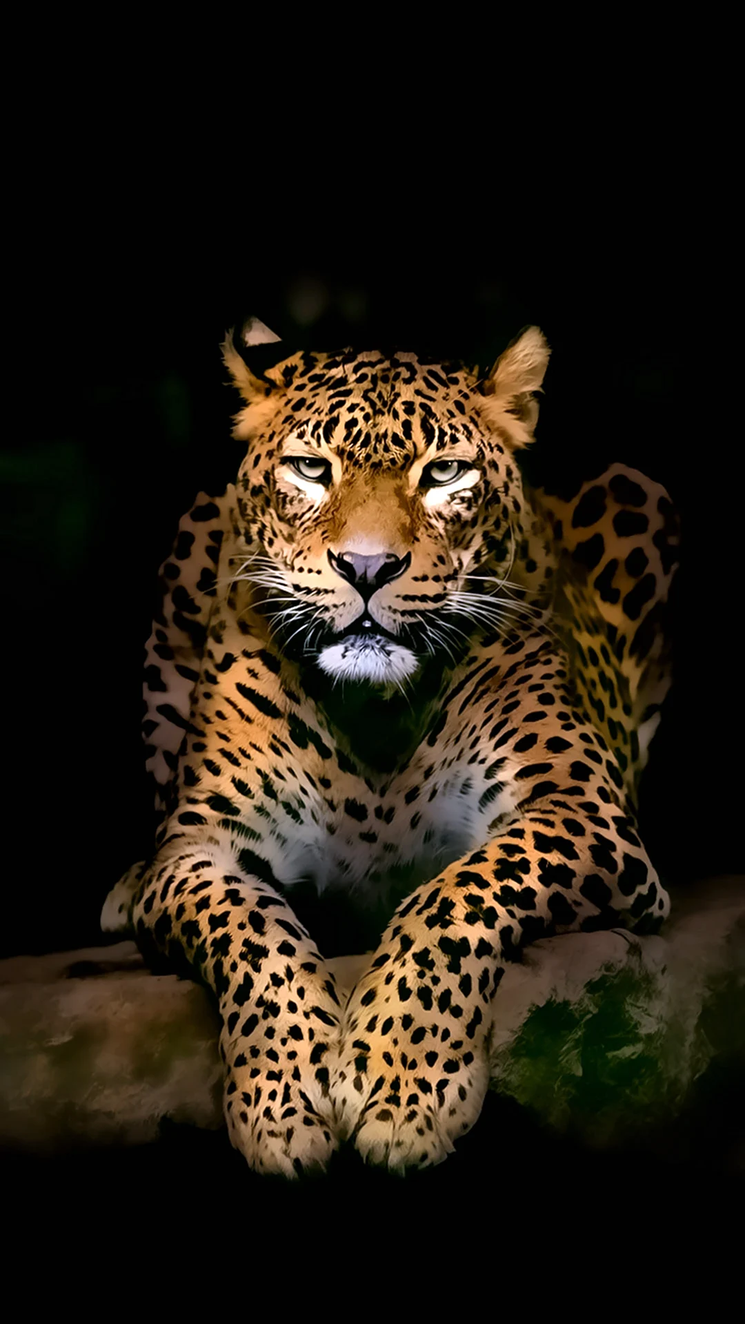 Панарский леопард. Красивая картинка