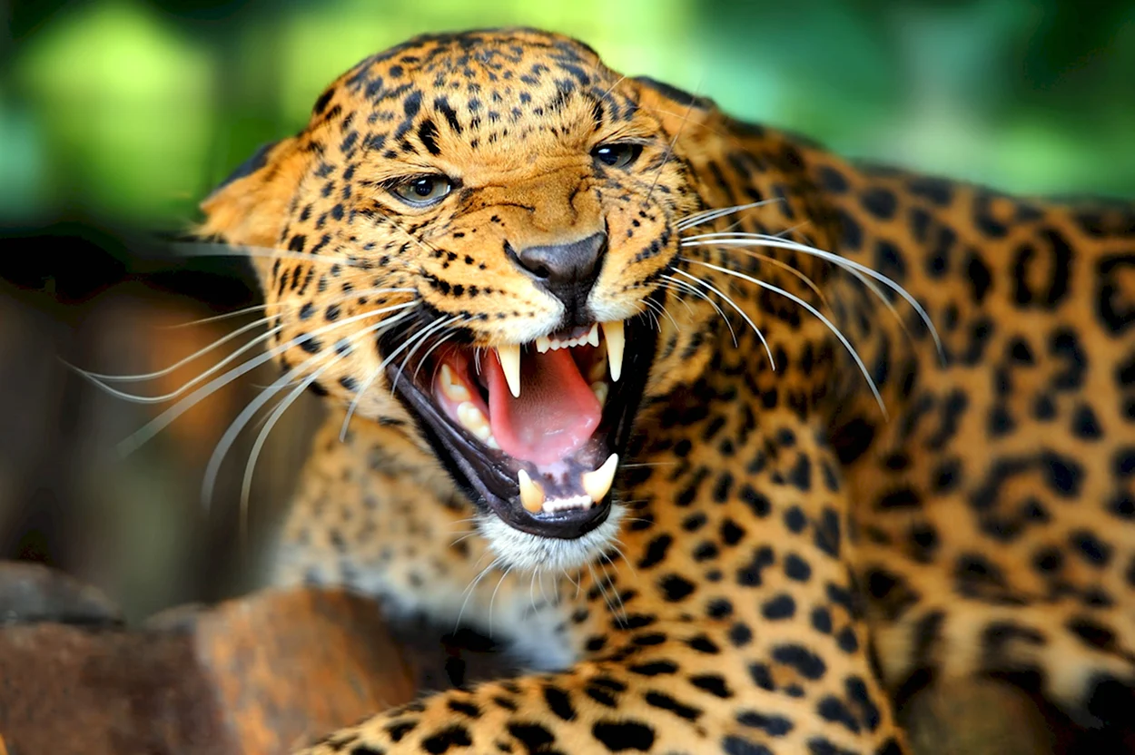 Панарский леопард. Красивое животное