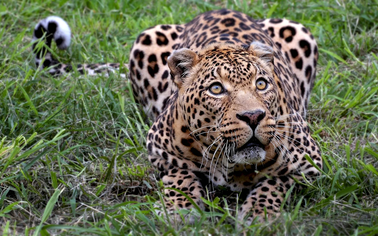 Панарский леопард. Красивое животное