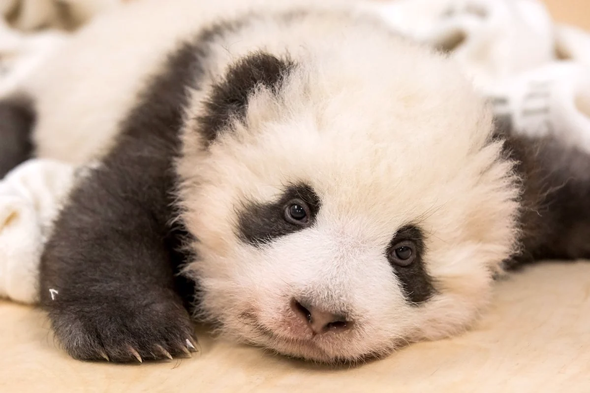 Панда маленькая детёныш. Красивое животное
