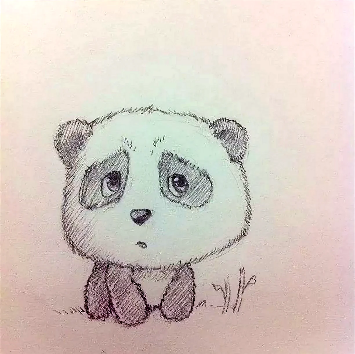 Панда рисунок для срисовки. Для срисовки