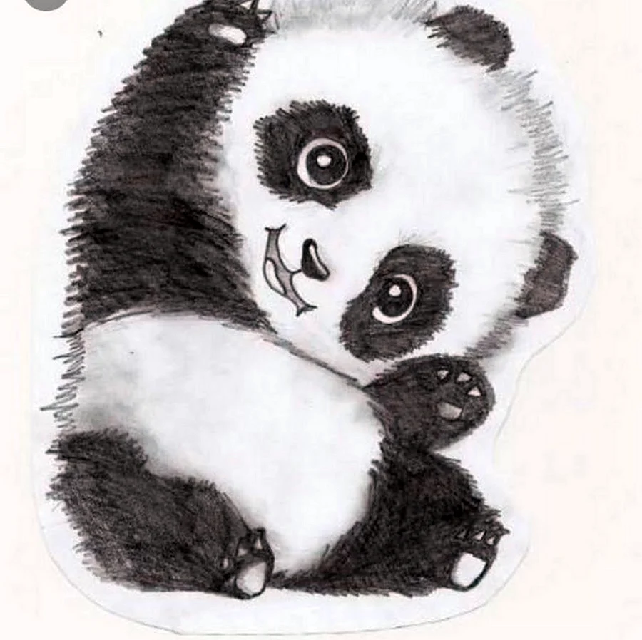 Панда рисунок карандашом. Для срисовки