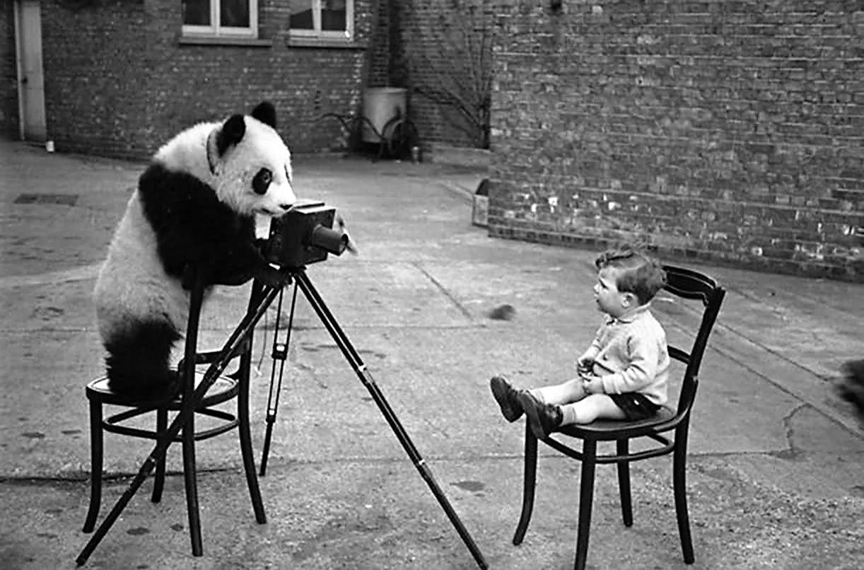Панда с фотоаппаратом. Красивое животное