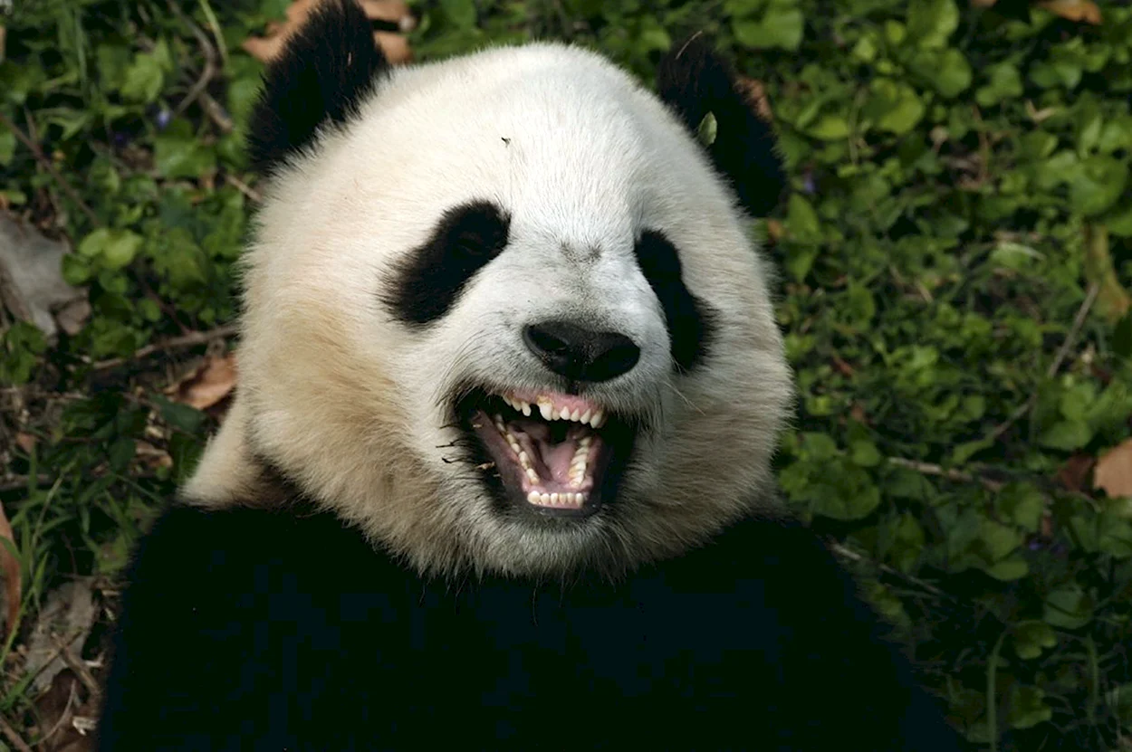 Панда улыбается. Красивое животное