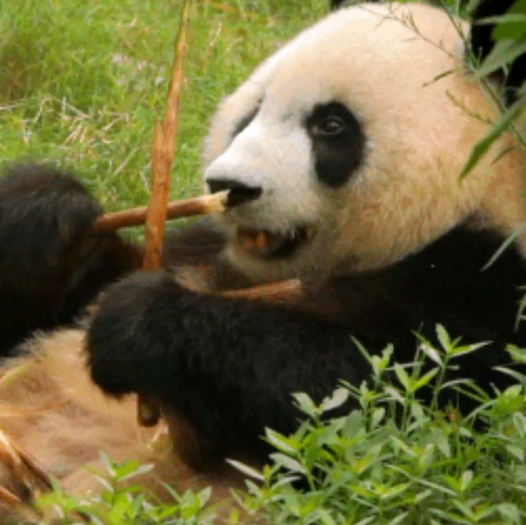 Панда в живой природе. Красивое животное