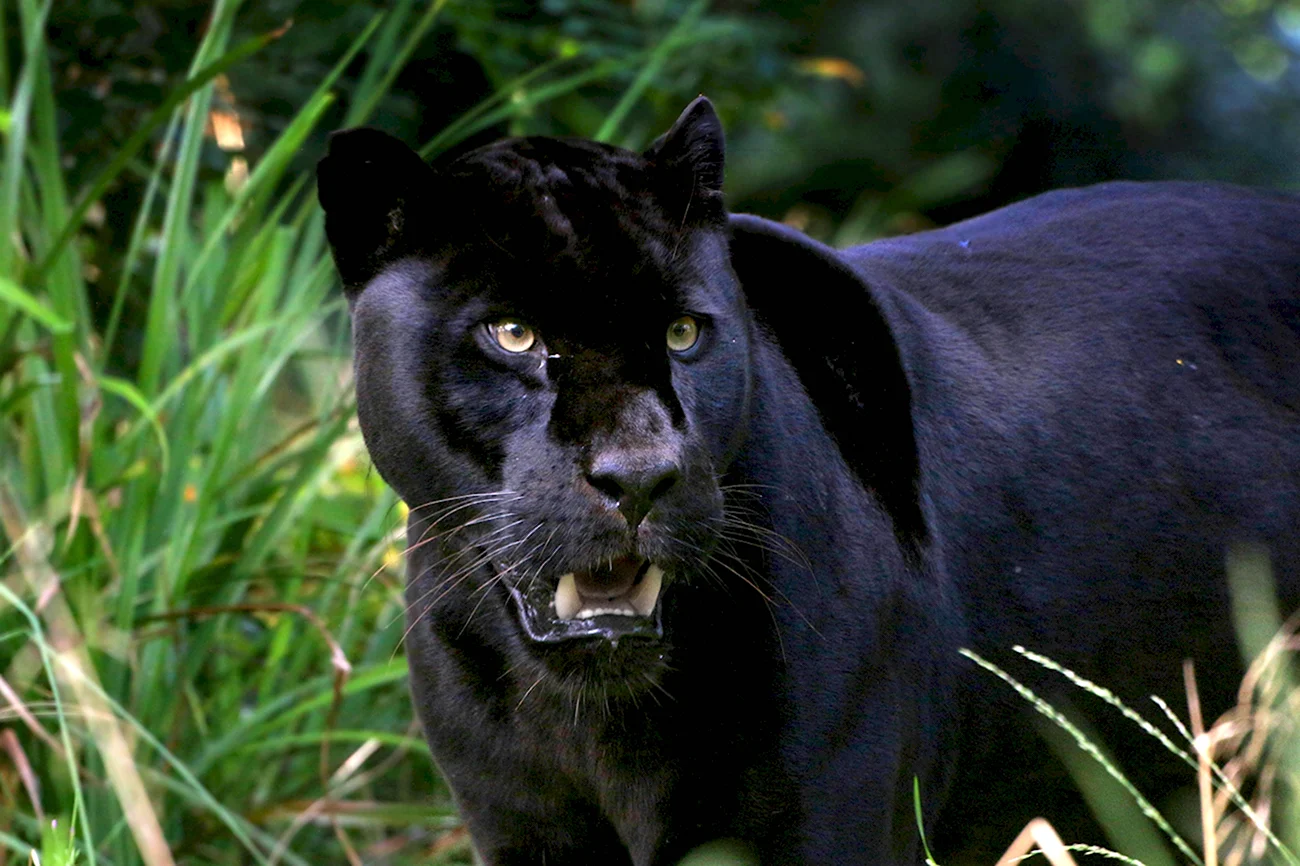 Пантера Шварцера» 2014 черная пантера . Картинка