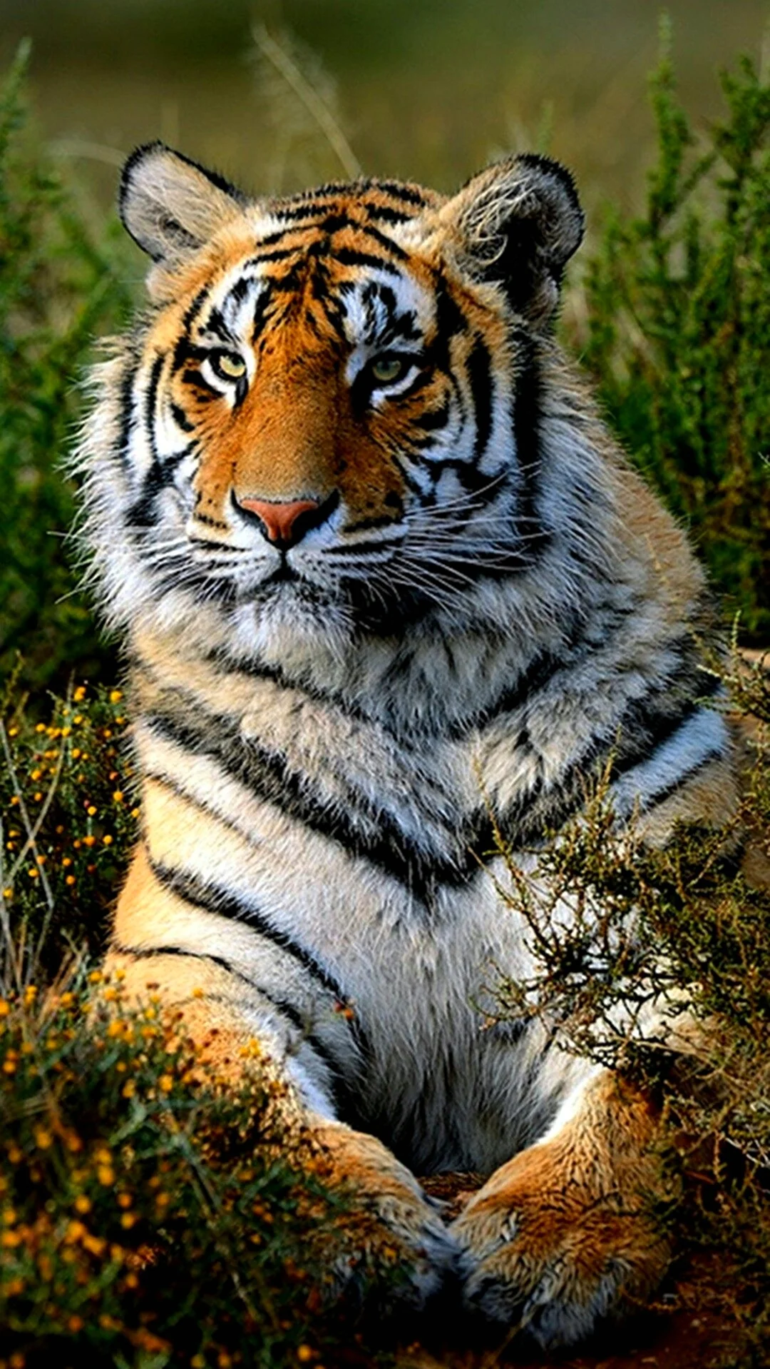 Panthera Tigris Tigris. Красивое животное